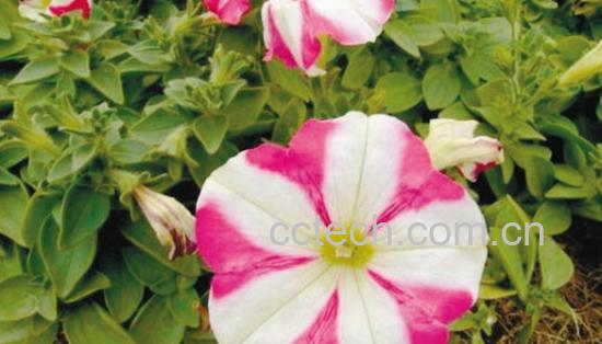 果蔬百科碧冬茄-0