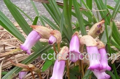 果蔬百科东野菰-0