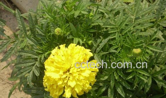 果蔬百科路边菊-0