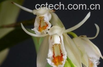 果蔬百科黄绿贝母兰-0