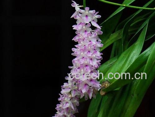 果蔬百科多花指甲兰-0