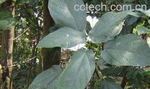 果蔬百科牛奶树叶-0