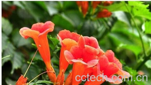 果蔬百科凌霄花-0