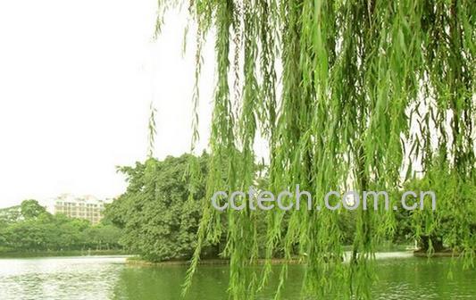 果蔬百科清明柳-0