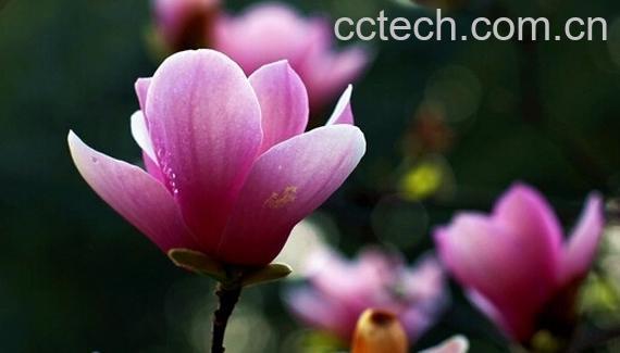 果蔬百科辛夷花-0