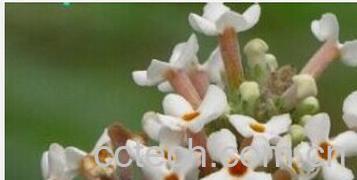 果蔬百科密蒙花-0