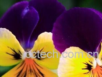 果蔬百科三色堇-0