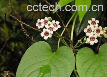 果蔬百科鸡屎藤-0