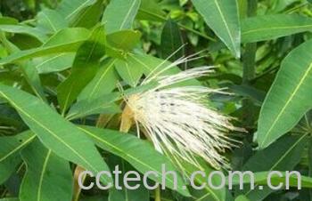 果蔬百科瓜栗-0