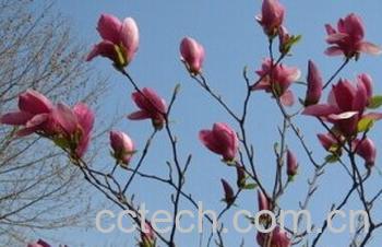 果蔬百科辛夷花-0