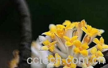 果蔬百科结香花-0