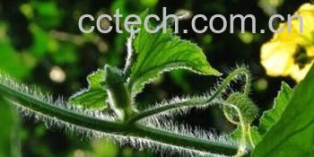 果蔬百科冬瓜藤-0