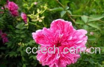 果蔬百科缫丝花-0