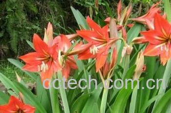 果蔬百科孤挺花-0