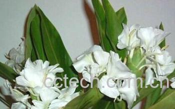 果蔬百科姜花-0