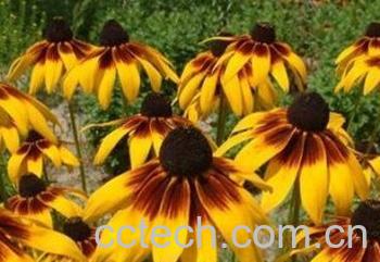 果蔬百科黑眼菊-0