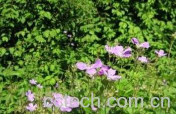 果蔬百科黑蕊老鹤草-0