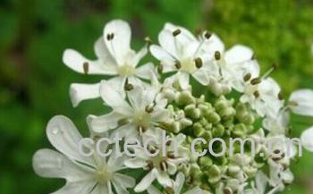 果蔬百科独活-0