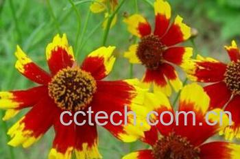 果蔬百科金鸡菊-0