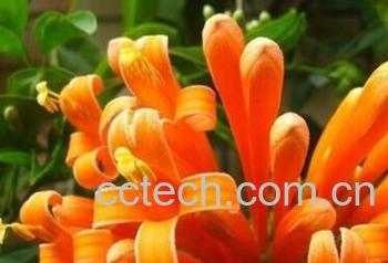 果蔬百科炮仗花-0