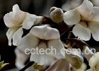 果蔬百科泡桐花-0