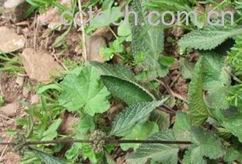 果蔬百科螃蟹甲-0