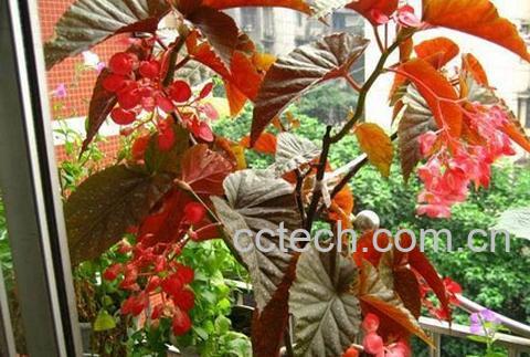 果蔬百科竹节海棠-0