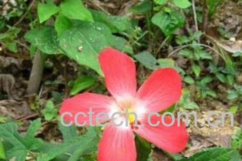 果蔬百科人参花-0