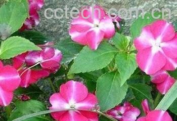 果蔬百科何氏凤仙-0