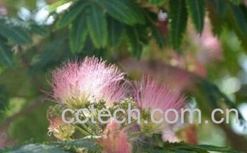 果蔬百科合欢-0