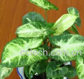 果蔬百科合果芋-0