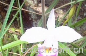 果蔬百科木叶竹叶兰-0