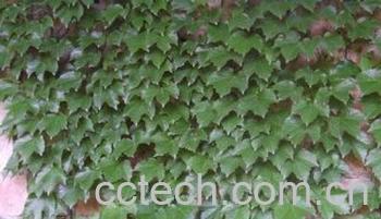 果蔬百科爬山虎-0
