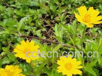 果蔬百科蟛蜞菊-0