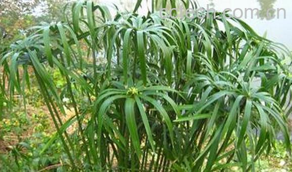 果蔬百科风车草-0