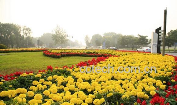 果蔬百科早小菊-0