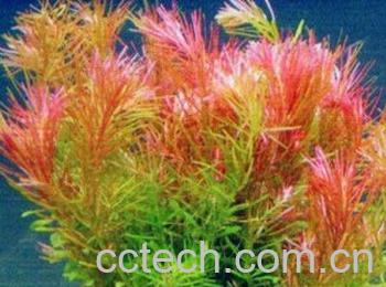 果蔬百科牛顿草-0