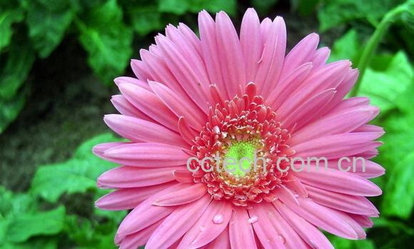 果蔬百科扶郎花-0