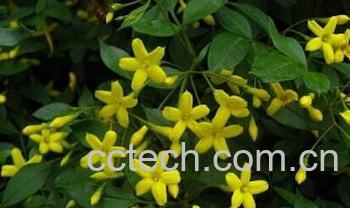 果蔬百科浓香探春-0