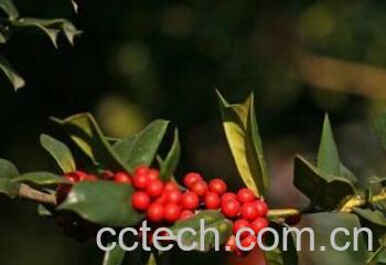 果蔬百科欧洲卫矛-0