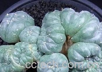 果蔬百科鸟羽玉-0