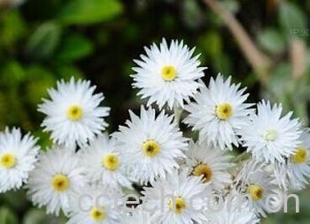 果蔬百科尼泊尔香青-0