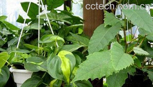 果蔬百科粉藤-0