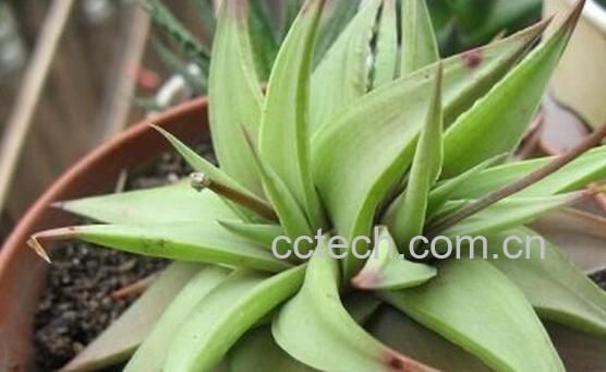 果蔬百科风车-0