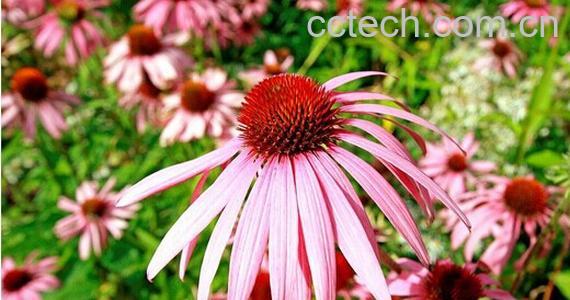 果蔬百科紫锥菊-0