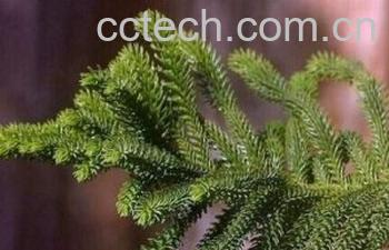 果蔬百科南洋杉-0