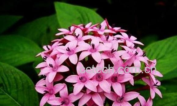 果蔬百科繁星花-0