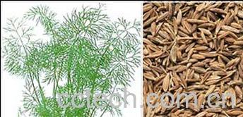 果蔬百科香莳萝-0