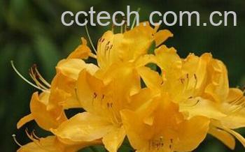 果蔬百科闹羊花-0