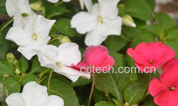 果蔬百科非洲凤仙花-0